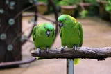 two yellow napped parrots sitting on a branch
