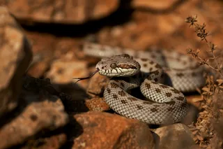 Light grey snake curled up in the sun
