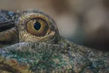 close up of a crocodile eye