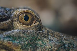 close up of a crocodile eye