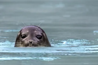 an arctic ring seal with its head popping out of the water 