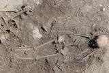 Skeletal remains found at a stone age gravesite. 