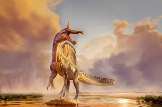 Illustration of new spinosaurus species, Spinosaurus mirabilis