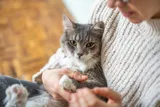 A woman in a sweater cradling a gray cat with yellow eyes
