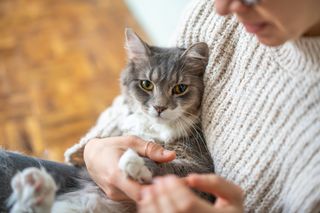 A woman in a sweater cradling a gray cat with yellow eyes