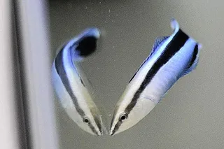 Cleaner fish exhibiting cognitive abilities by recognizing itself in mirror reflection