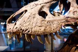 Tyrannosaurs skull 
