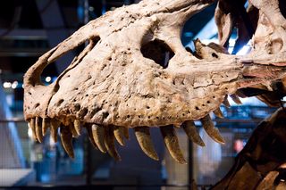 Tyrannosaurs skull 