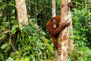 Orangutan on a tree