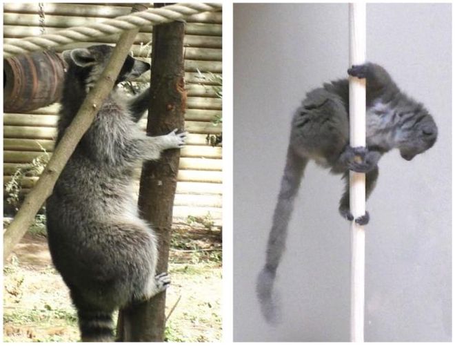 霊長類の登山技術は進化の成功を形作るのに役立っている可能性がある 霊長類の登山技術は進化の成功を形作るのに役立っている可能性がある