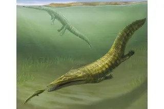 Ancient marine amphibians Erythrobatrachus (foreground) and Aphaneramma (background)