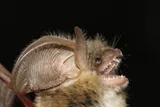 small bat with its mouth open 