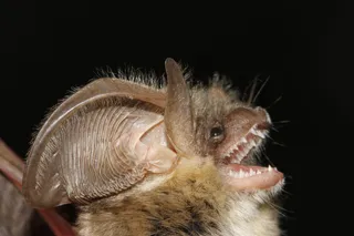 small bat with its mouth open 