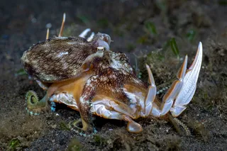 Octopus eats a crab on the ocean floor
