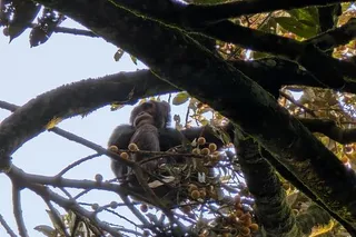 Western chimpanzee sits in a tree laden with fruit at Ngogo in Uganda