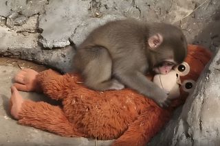 Young Japanese Macaque with a stuffed orange plush toy