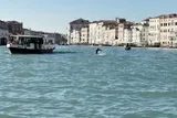 The dolphin named Mimmo swimming in Venice