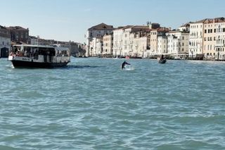 The dolphin named Mimmo swimming in Venice