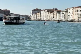 The dolphin named Mimmo swimming in Venice