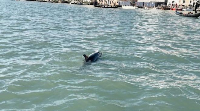 Mimmo, the dolphin, swimming in Venice
