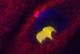 Fluorescent microscope image showing a tiny 3D-printed elephant structure inside a living human cell. 