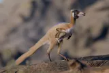 Bird like dinosaur named Alnashetri