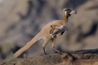 Bird like dinosaur named Alnashetri