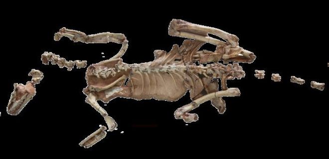 Bones of a bird-like dinosaur named Alnashetri