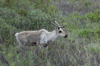 Female caribou with antlers stands in Alaska's Denali National Park