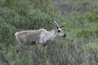 Female caribou with antlers stands in Alaska's Denali National Park