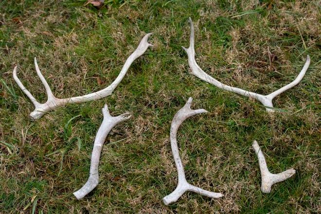 Shed caribou antlers in Alaska