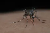 Mosquito bites human