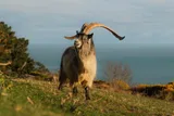 Old Irish Goat on an Irish hill 