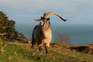 Old Irish Goat on an Irish hill 