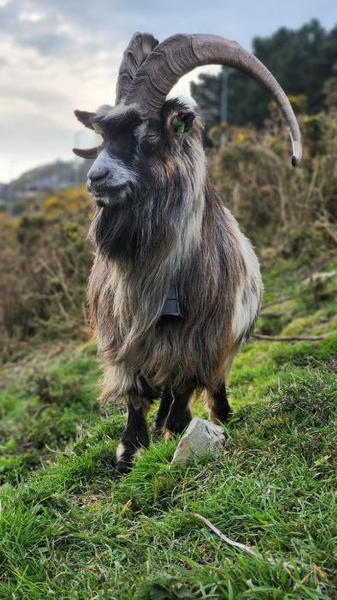 majestic old Irish goat with big horns