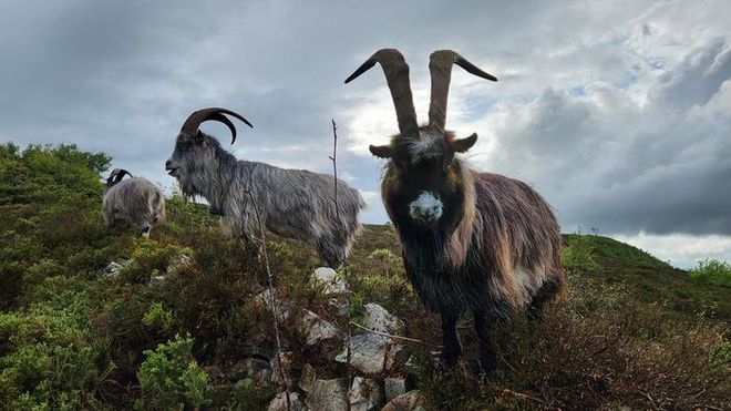 Three old Irish goats on a rocky hillside