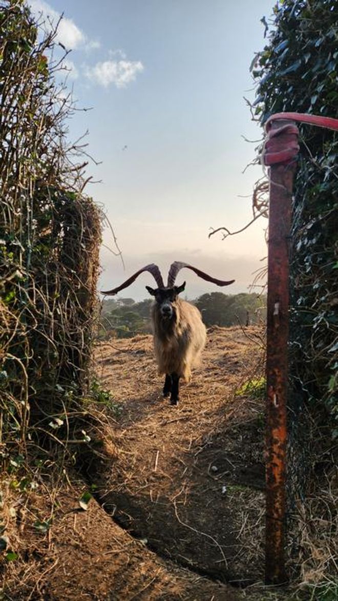 Old Irish goat with large horns standing between an open door