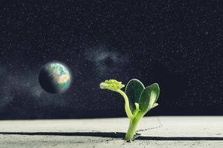 A single green plant breaks through the lunar soil and is growing on the moon with earth in the background A single green plant breaks through the lunar soil and is growing on the moon with earth in the background