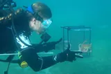 Small octopus in a plastic box being released into the wild by a diver