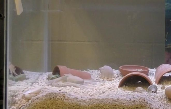 octopus in the tank octopus in the tank