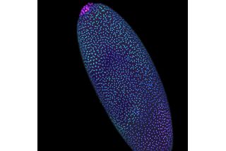 early fruit fly embryo with vibrant colors 