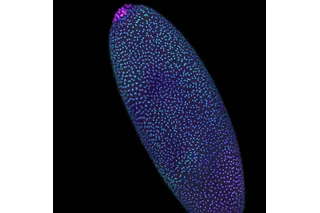early fruit fly embryo with vibrant colors 