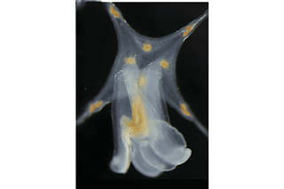 brown spotted jelly fish Malagazzia michelin