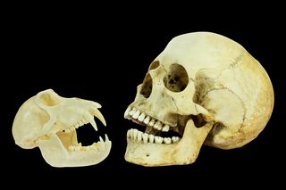 Human skull and ape skull side by side with a black background