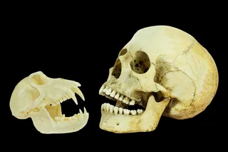 Human skull and ape skull side by side with a black background 