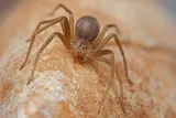 Mediterranean recluse spider on a rock