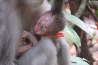 a baby monkey with mpox