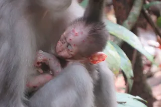 a baby monkey with mpox