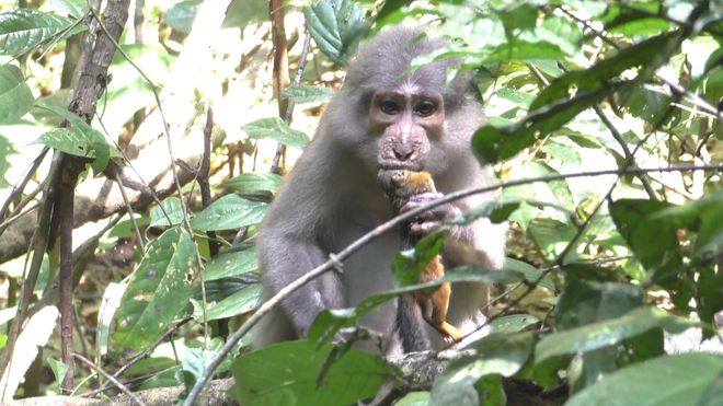 monkey eating a dead squirrel