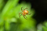 yellow spider by green foliage 